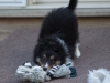 Drumlin_puppy-126