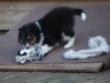 Drumlin_puppy-129