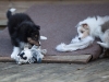 Drumlin_puppy-134