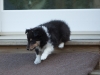 Drumlin_puppy-137