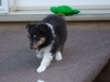 Drumlin_puppy-138
