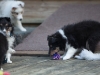 Drumlin_puppy-140