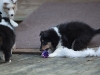 Drumlin_puppy-141