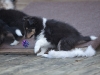 Drumlin_puppy-144