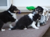 Drumlin_puppy-147