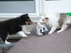 Drumlin_puppy-148
