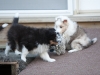 Drumlin_puppy-152
