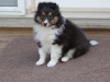Drumlin_puppy-84
