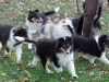 20111016-Drumlin_Puppy-001