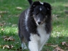 20111016-Drumlin_Puppy-005