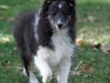 20111016-Drumlin_Puppy-006