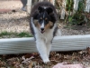 20111016-Drumlin_Puppy-013