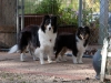 20111016-Drumlin_Puppy-016