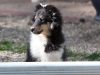 20111016-Drumlin_Puppy-023