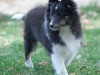 20111016-Drumlin_Puppy-032