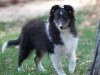 20111016-Drumlin_Puppy-035