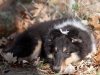 20111016-Drumlin_Puppy-038