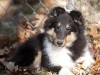 20111016-Drumlin_Puppy-042