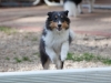 20111016-Drumlin_Puppy-049