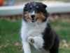20111016-Drumlin_Puppy-053