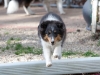 20111016-Drumlin_Puppy-055