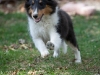 20111016-Drumlin_Puppy-059
