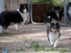 20111016-Drumlin_Puppy-062