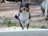 20111016-Drumlin_Puppy-063