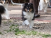 20111016-Drumlin_Puppy-067