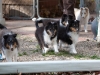 20111016-Drumlin_Puppy-069