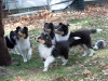 20111016-Drumlin_Puppy-110