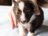 Argus, sable male 12 days