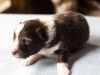 Argus, sable male 12 days