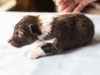 Argus, sable male 12 days