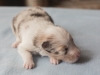 Leica, sable merle male 12 days