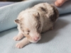 Leica, sable merle male 12 days