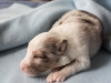 Leica, sable merle male 12 days