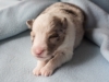 Leica, sable merle male 12 days