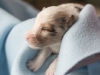 Leica, sable merle male 12 days