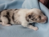 Leica, sable merle male 12 days