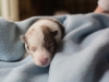Cambo, sable merle male 12 days