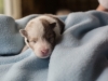 Cambo, sable merle male 12 days
