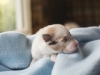 Cambo, sable merle male 12 days