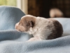 Cambo, sable merle male 12 days