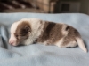 Cambo, sable merle male 12 days