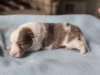 Cambo, sable merle male 12 days