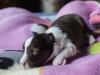 Minolta, sable female 12 days