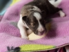 Minolta, sable female 12 days