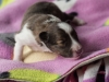 Minolta, sable female 12 days