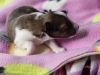 Minolta, sable female 12 days